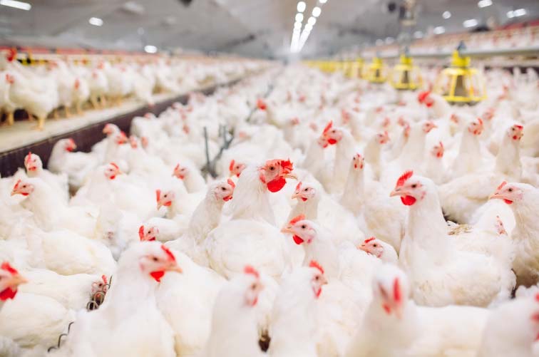 Explore the applications of the EDDY Pump in poultry farming