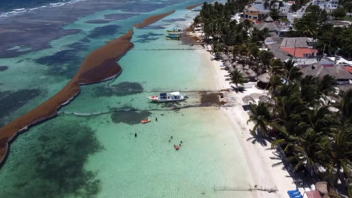 Aerial View of a beach with Sargassum Seaweed
